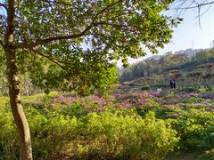 -唐崖土司城遗址