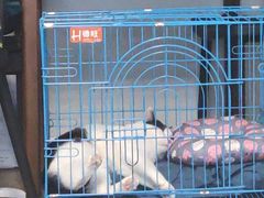 -瑞鹏瑞爱宠物医院·全科·猫科·血液透析中心(龙头寺店)