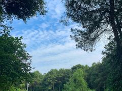 -铁山坪森林公园