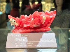 -中国地质博物馆