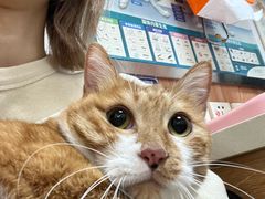 -宠福鑫动物医院(城北分院)