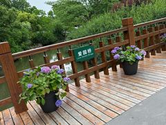 -上海滨江森林公园