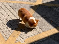 -小梁哥云吞面(黄贝岭店)