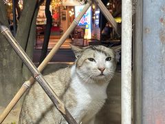 -光明刘冰乳鸽店(光明法政北路店)