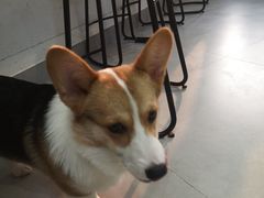 -Heymao猫咖.咖啡厅(东门店)