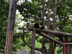 -都江堰中华大熊猫苑