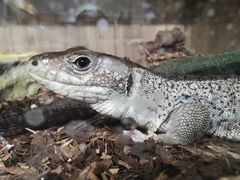 -酷以爬仙阁实体爬宠店·守宫·蜥蜴·专业繁育