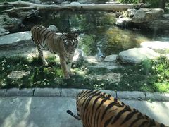 -北京野生动物园