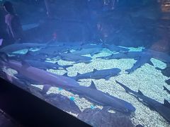 -烟台海昌鲸鲨海洋公园