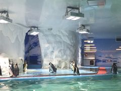 iphone_upload_pic-北戴河圣蓝海洋公园