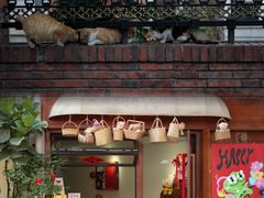 -溪岸路花鸟市场