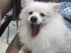 -怪兽屋·羊驼·猫咖·狗咖(俊华广场店)