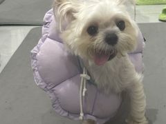 -瑞派申生动物医院·24H夜诊·国际动物医疗中心·骨外科(吴中路店)