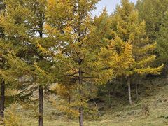 -苏木山森林公园