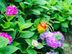 -上海共青森林公园