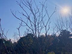 -上海滨江森林公园