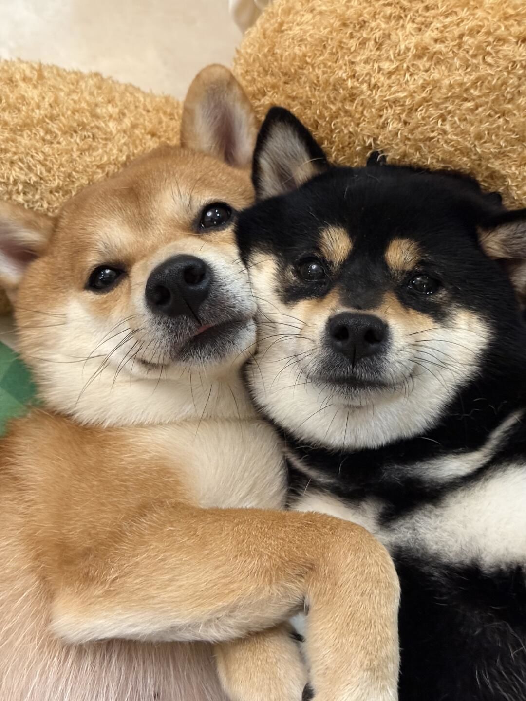 狗狗萌态百看不厌