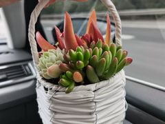 -桂林市花鸟市场