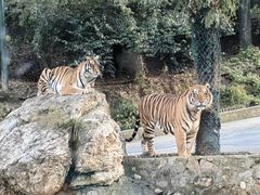 -栾川竹海野生动物园