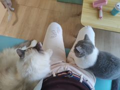 -猫在这儿猫咪咖啡馆·撸猫馆