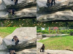 -常州淹城野生动物世界