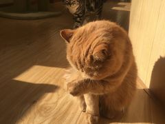 -猫和宫(六道口店)