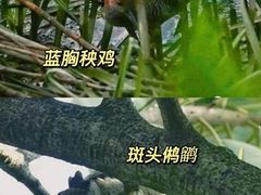 -福田红树林生态公园