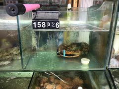 水产区-四海鲜渔家菜(黄金海岸店)