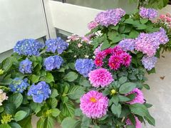-中国科学院华南植物园