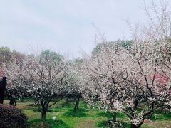 -香雪海