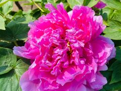 -北京植物园南门售票处