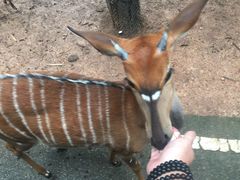 -清迈夜间动物园