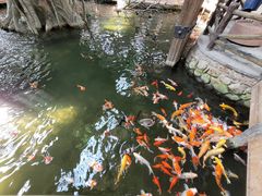 -南宫五洲植物乐园