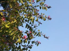 -金鸡山公园