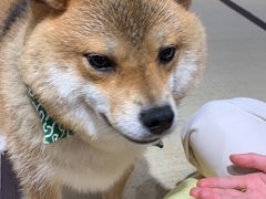 -逗柴咖啡屋·狗咖猫咖宠物桌游