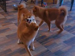 -柴源莊·柴小宠柴犬咖啡