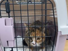 -艾贝尔宠物医院·宠保定点·超声绝育·免疫点(樱花路店)