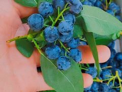 -花果山生鲜超市(浑河湾店)