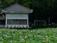 -荔湾湖公园
