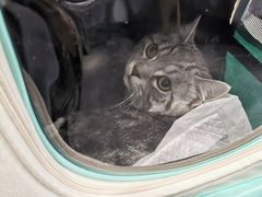 -伟伟宠物医院·CT影像中心·瑞派犬猫综合性门诊(汉口总院)
