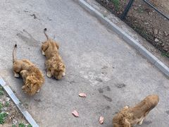 -大连森林动物园