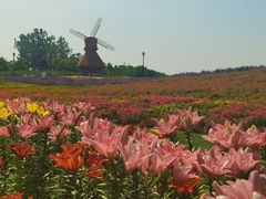-杭州湾海上花田景区