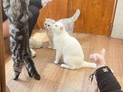 -有猫主题·治愈系猫咖(曾厝垵店)