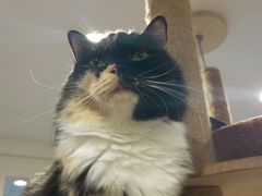 -楼上猫咖(罗湖店)