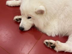 -和它·交个朋友·狗咖猫咖(爱琴海店)