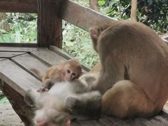 -重庆雨台山风景区