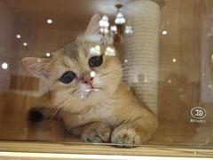 -猫猫幼稚园·撸猫·桌游·电玩