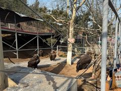 -西霞口神雕山野生动物世界