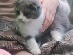 -李小姐の猫咖啡馆(五角场店)