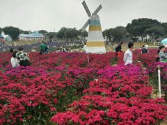 -松山湖梦幻百花洲